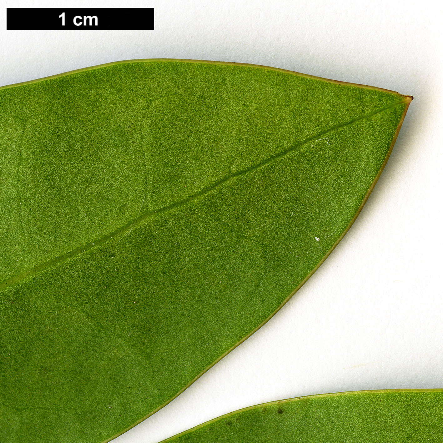 High resolution image: Family: Aquifoliaceae - Genus: Ilex - Taxon: ×beanii (I.aquifolium × I.dipyrena)